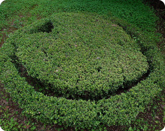 Ιατρείο Αυλώνα - κήπος